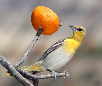 947 - BULLOCK'S ORIOLE (4-23-13) 78 circulo montana, patagonia lake ranch estates, scc, az (5)