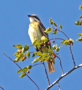 599 - PIRATIC FLYCATCHER (9-19-12) rattlesnake springs, eddy co, nm  (2)