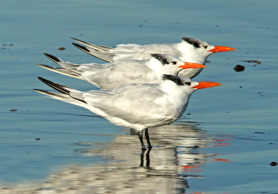 390 -  ROYAL TERN (11-19-09) cayucos, slo co, ca  (2)