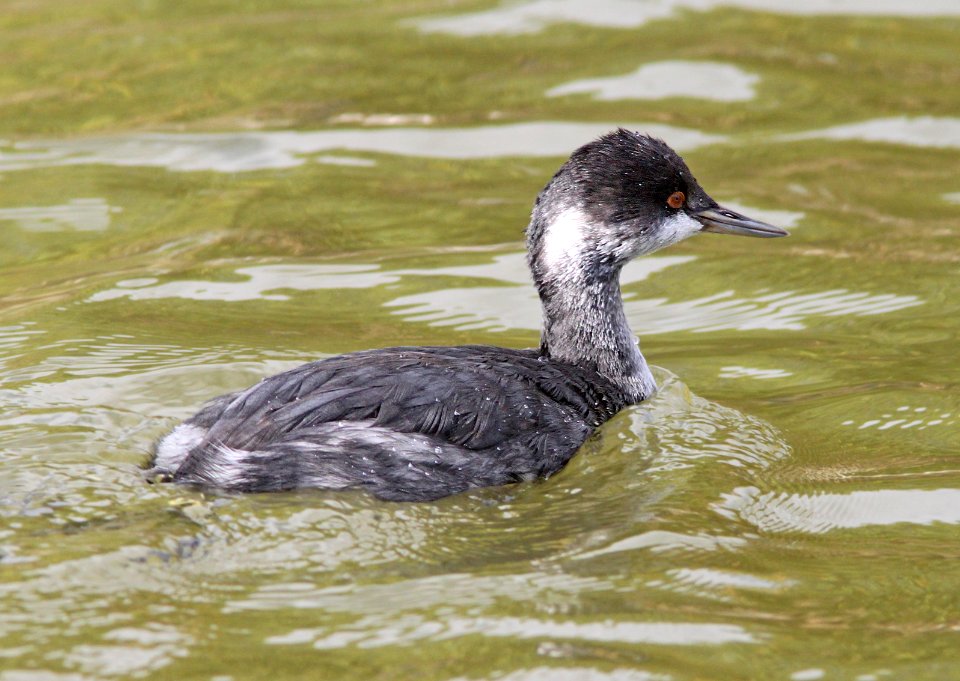 GREBE, EARED (11-10-12) patagonia lake, scc, az -01