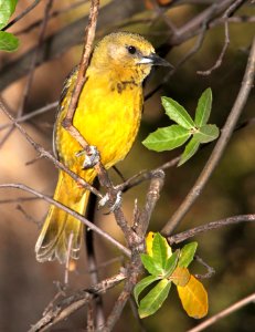 952 - SCOTT'S ORIOLE (4-26-13) sunshine flats cg, cave creek, cochise co, az  (2)