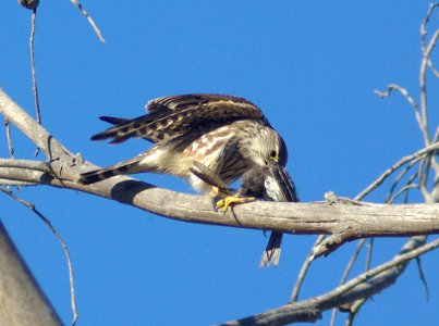 551 - MERLIN (12-10-07) mbsp, sloco, ca (2)