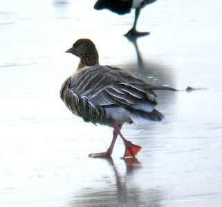 007 - PINK-FOOTED GOOSE (2-11-07) rhode island (2)