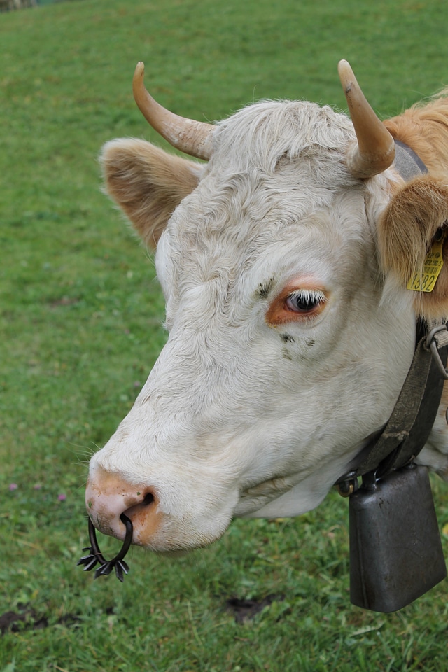 Milk cow animal agriculture