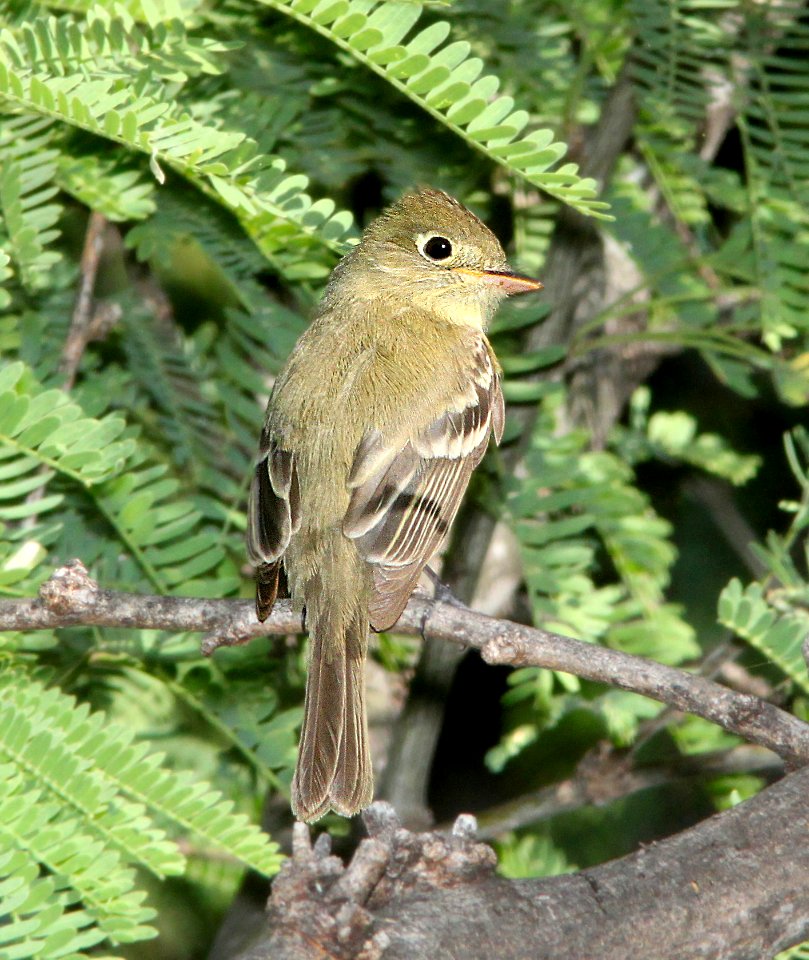 583 - PACIFIC-SLOPE FLYCATCHER (5-26-12) patagonia lake, scc, az -01