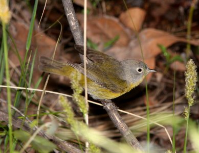 811 - NASHVILLE WARBLER (4-27-13) south fork, cave creek, cochise co, az