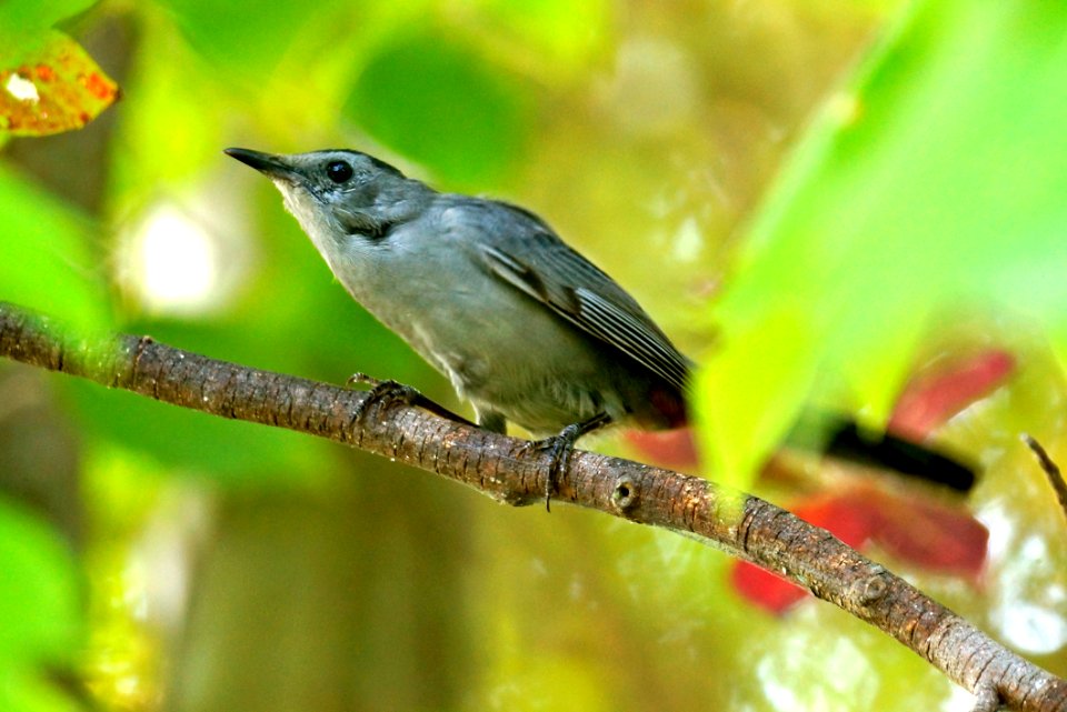 Gray Catbird (Dumetella Carolinensis) - Black Hill Regional Park - Boyds Maryland