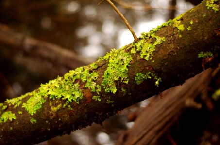 Green highlights