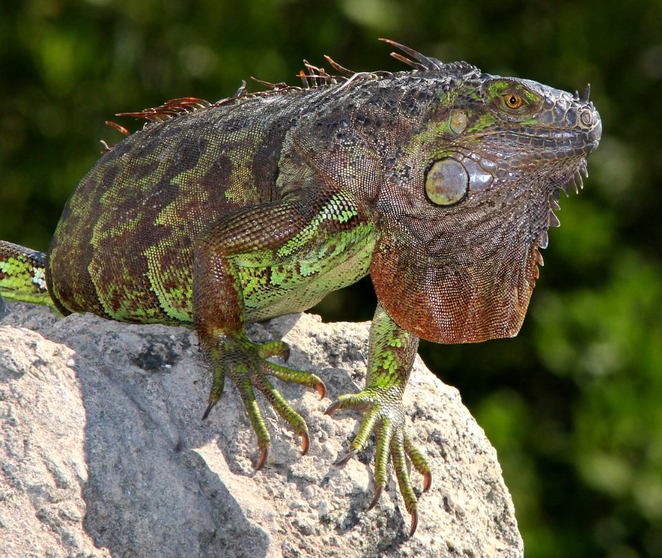 COMMON GREEN IGUANA (Iguana iguana)(3-8-13) key west, monroe co, fl - (6)