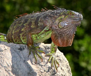 COMMON GREEN IGUANA (Iguana iguana)(3-8-13) key west, monroe co, fl - (6)