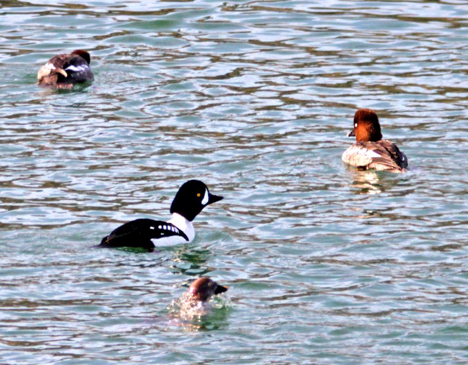 059 - BARROW'S GOLDENEYE (1-29-13) cap intake, lake havasu, la paz co, az