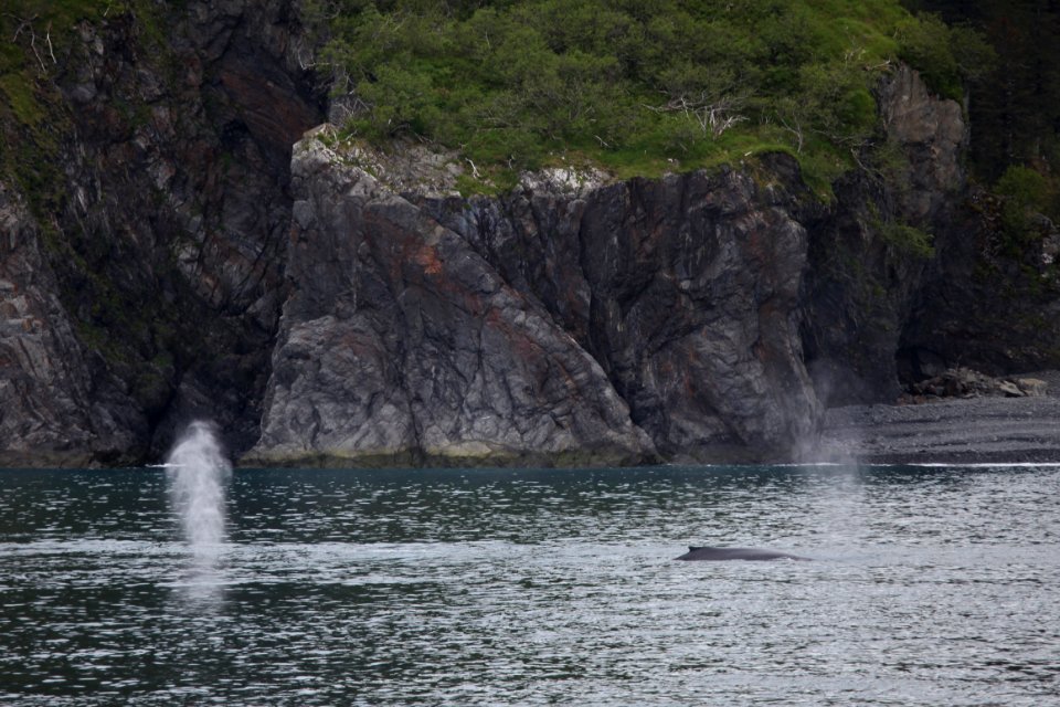 Humpback whales "bubble-net" feeding