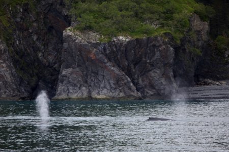 Humpback whales "bubble-net" feeding