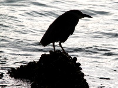 195 - BLACK-CROWNED NIGHT-HERON (3-3-12) near san isabel, tx