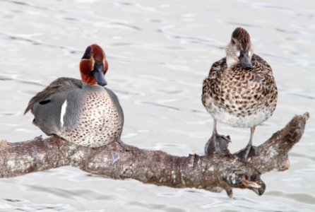 039 - GREEN-WINGED TEAL (2-27-12) estero llano grande, weslaco, tx  (3)