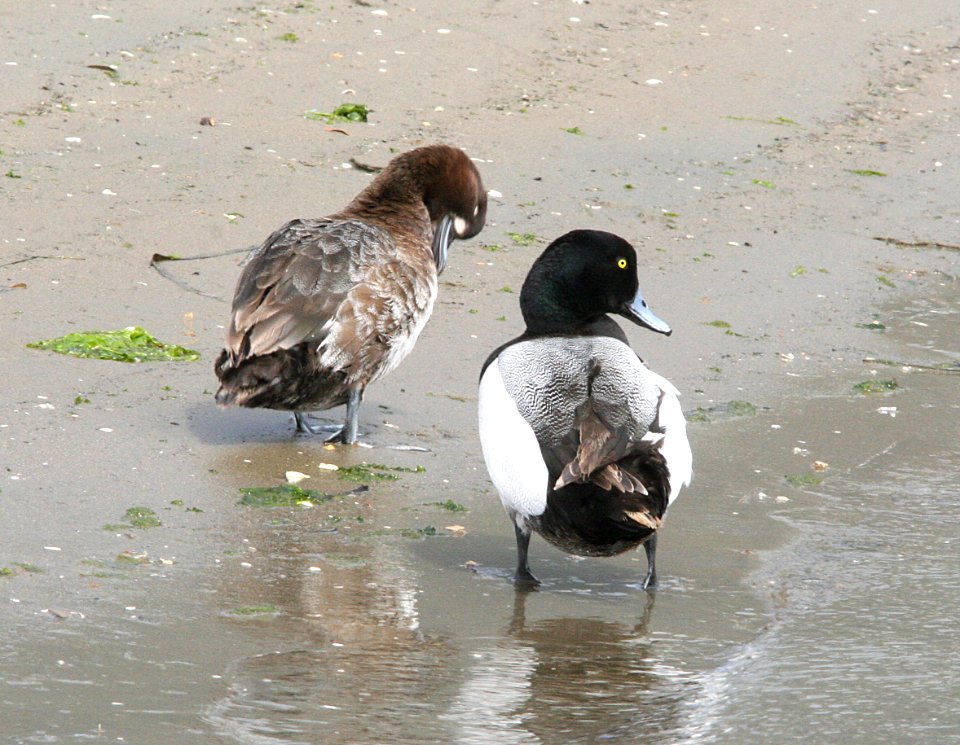 045 - GREATER SCAUP (3-24-08) marina, morro bay, sloco, ca (5)