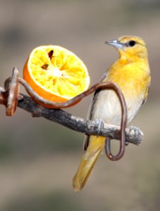 947 - BULLOCK'S ORIOLE (4-23-13) 78 circulo montana, patagonia lake ranch estates, scc, az (6)