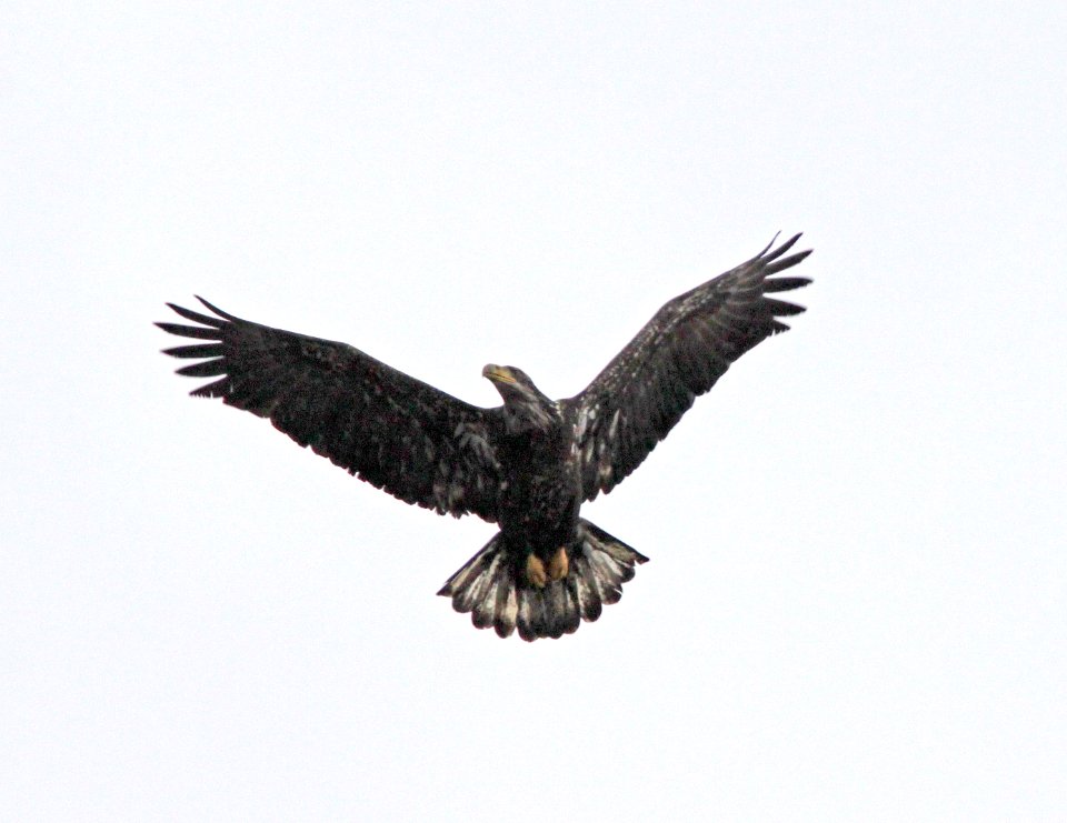 212 - BALD EAGLE (11-30-12) imm, courtenay, bc, canada