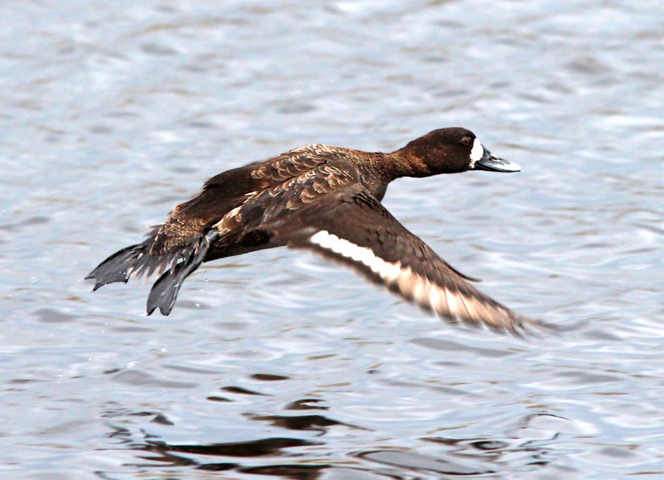 045 - GREATER SCAUP (3-17-13) taylor co, fl