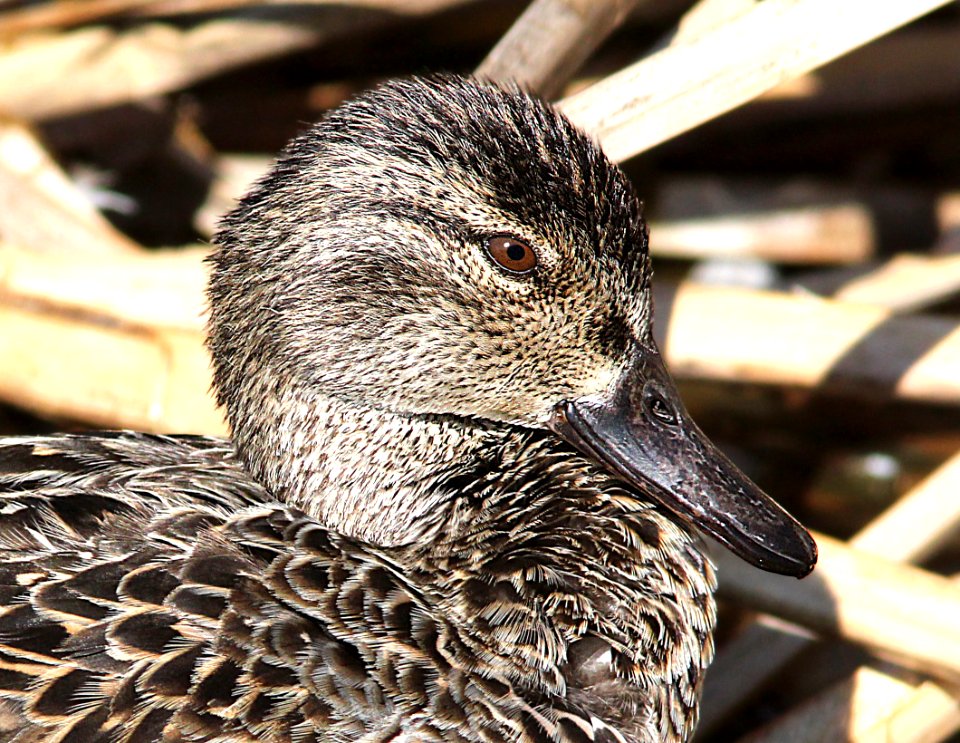 039 - GREEN-WINGED TEAL (3-26-13)  mustang island, nueces co, tx  (8)