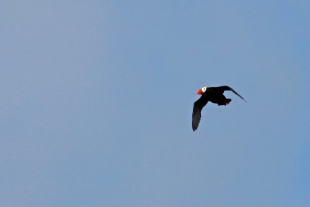 Tufted Puffin