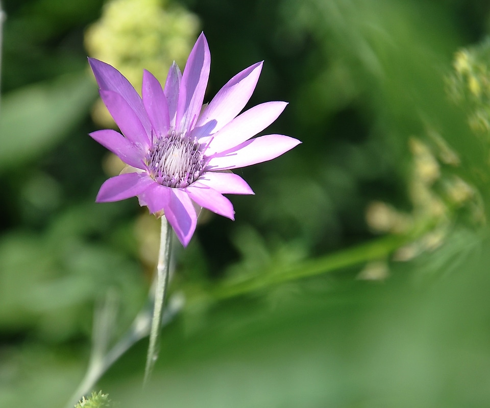 Blue flower meadow summer photo