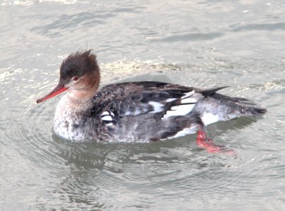 063 - RED-BREASTED MERGANSER (3-3-12) san isabel, tx  (2)