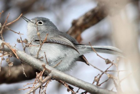 GNATCATCHER, BLACK-CAPPED (2-19-12) patagonia lake, scc, az -01