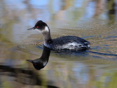 GREBE, EARED (3-22-12) pena blanca lake, scc, az -09 photo