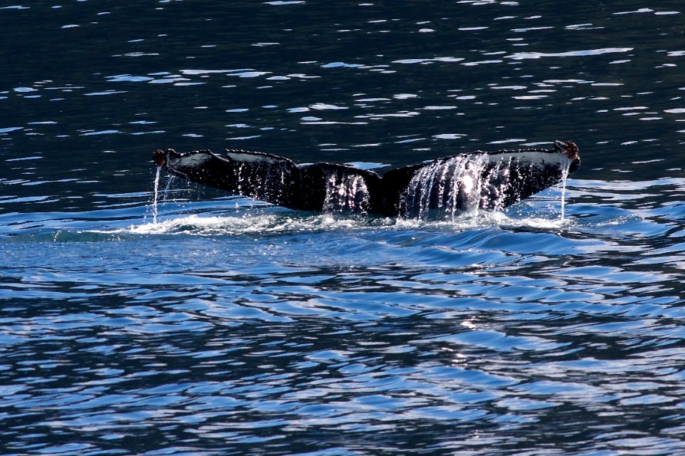 Humpback whale flukes