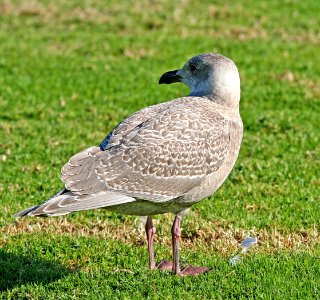 370 - GLAUCOUS-WINGED GULL (11-23-06) first winter, oceano, slo co, ca  (1)
