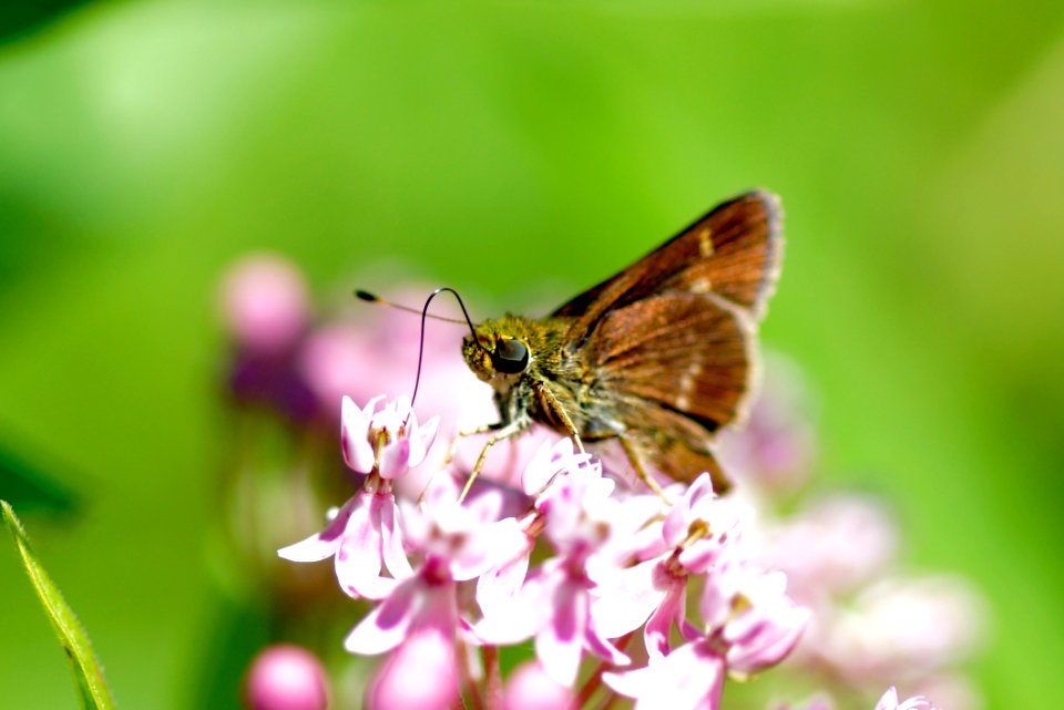 Leonard's Skipper Butterfly  (Hesperia leonardus)- Black Hill Regional Park - Boyds Maryland