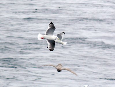 346 - RED-LEGGED KITTIWAKE (9-06) adult, ak (4)