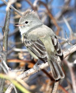 566 - NORTHERN BEARDLESS-TYRANNULET (3-21-12) patagonia lake state park, scc, az - (1)