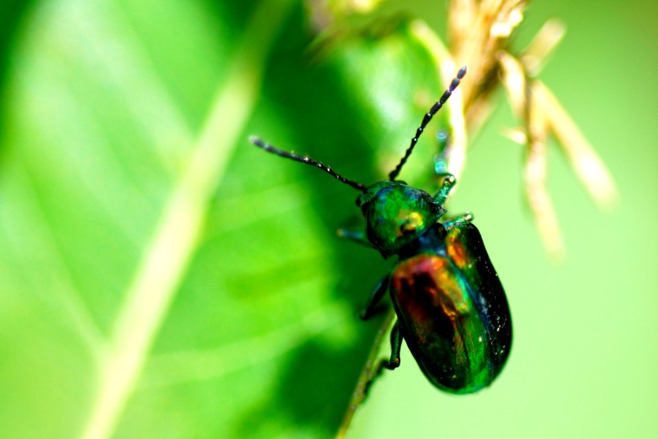 Dogbane leaf Beetle  (Chrysochus auratus)- Boyds Mayland