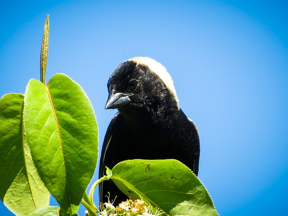 Blackbird fauna animal