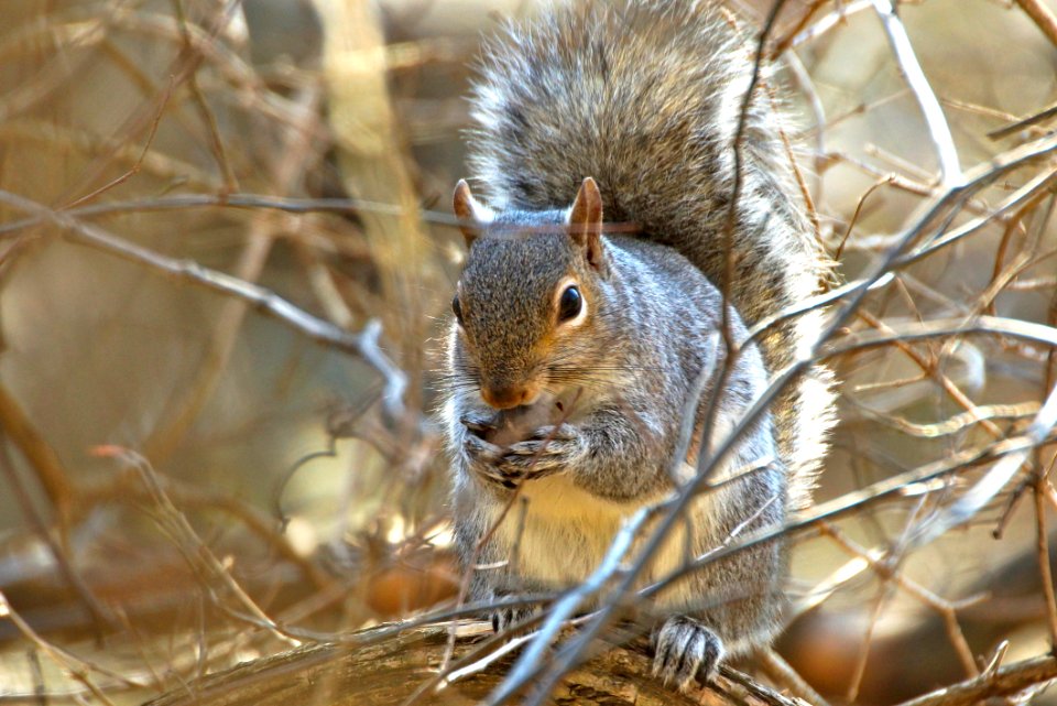 Secret Squirrel doesn't share lunch