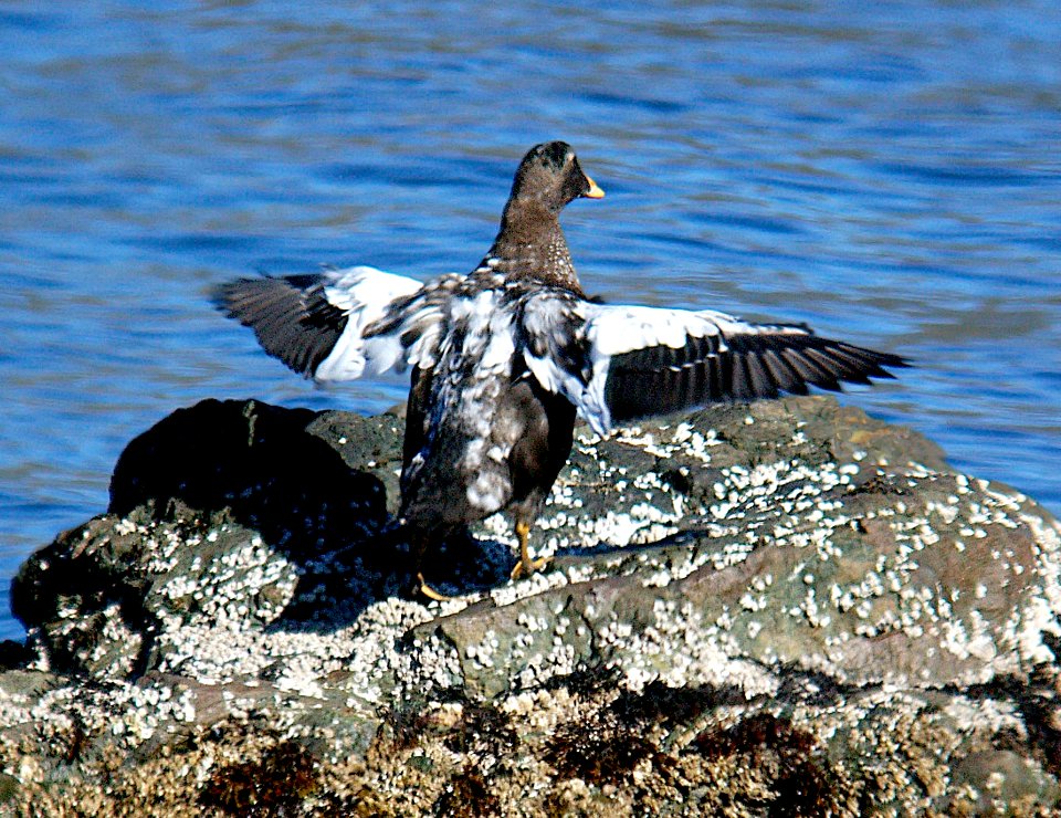 050 - COMMON EIDER (9-06) attu, ak (2)
