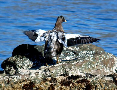 050 - COMMON EIDER (9-06) attu, ak (2)