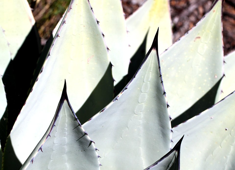 HUACHUCA AGAVE (Agave huachucaensis) (10-9-12) sawmill cyn, huachuca mts, cochise co, az -06