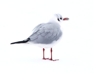 351 - BLACK-HEADED GULL (2-15-11) Quidi Vidi Lake, St John's, Newfoundland  (1)