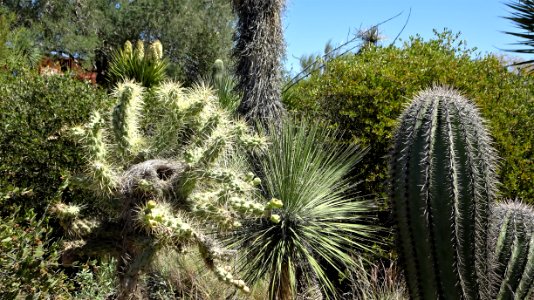 2019.03.31 Desert Museum