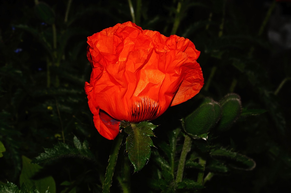 Flower red close up