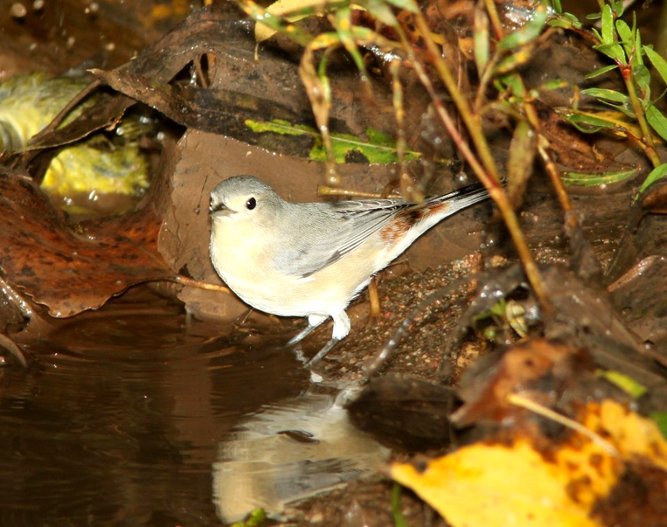 WARBLER, LUCY'S (9-29-12) santa cruz river, north of santa margarita lane, tumacacori, scc, az -01