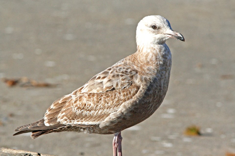 364 - HERRING GULL (1-13-08) first winter, morro bay, slo co, ca  (4)