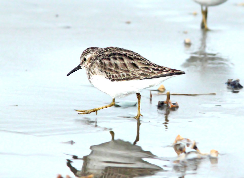 317 - LEAST SANDPIPER (1-13-10) morro strand, morro bay, ca  -01