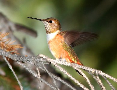 504 - RUFOUS HUMMINGBIRD (8-24-12) dunton meadow, near lizard head, dolores co, co  (5)