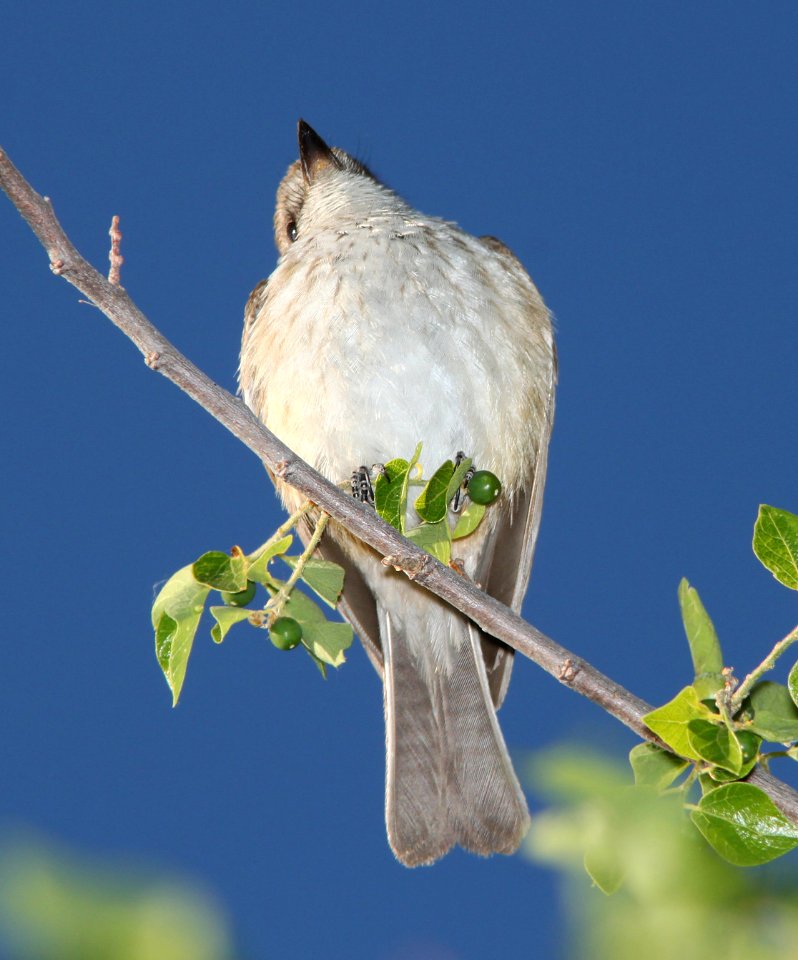 589 - VERMILLION FLYCATCHER (5-10-11) imm, patagonia lake, scc, az -01