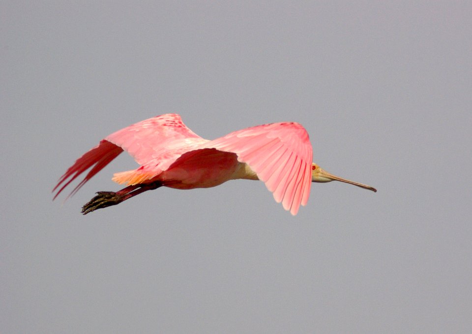201 - ROSEATE SPOONBILL (12-30-08) quintana, tx  (1)