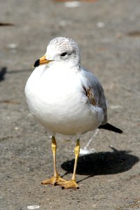 360 - RING-BILLED GULL (3-4-07) adult, slo co, ca